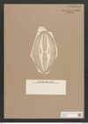 Navicula sp. (de-Toni-Nr.: Genus 1) Zeichnungen Sammlung Grunow Nr. 1625 (NHMW-BOT-W0368183)